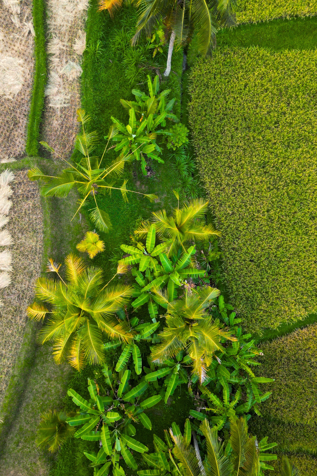 Collage de Fotos Mujer Moda Creativo Ordenado Rosa